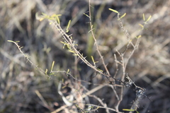 Solanum ferocissimum
