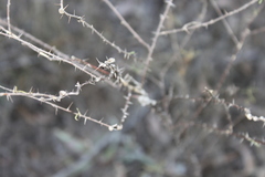 Solanum ferocissimum
