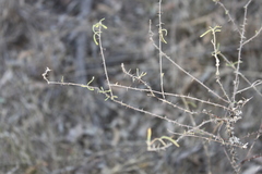 Solanum ferocissimum