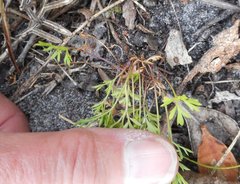 Xanthosia