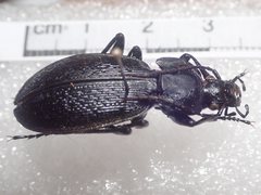 Carabus praecellens
