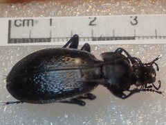 Carabus praecellens