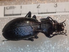 Carabus praecellens