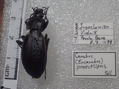 Carabus praecellens