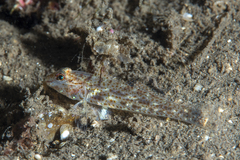 Fusigobius