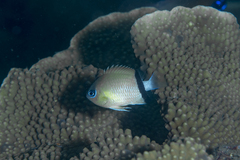 Pycnochromis retrofasciatus