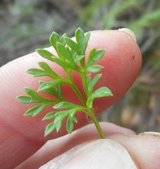 Xanthosia dissecta