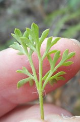 Xanthosia dissecta