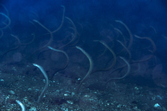 Gorgasia maculata