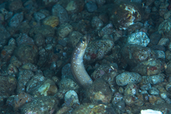 Gorgasia maculata