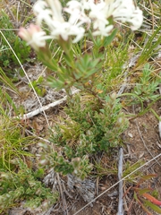 Pimelea axiflora alpina