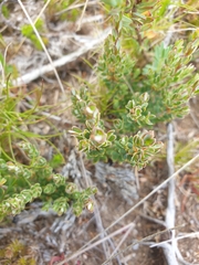 Pimelea axiflora alpina
