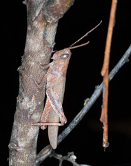 Adlappa erythroptera