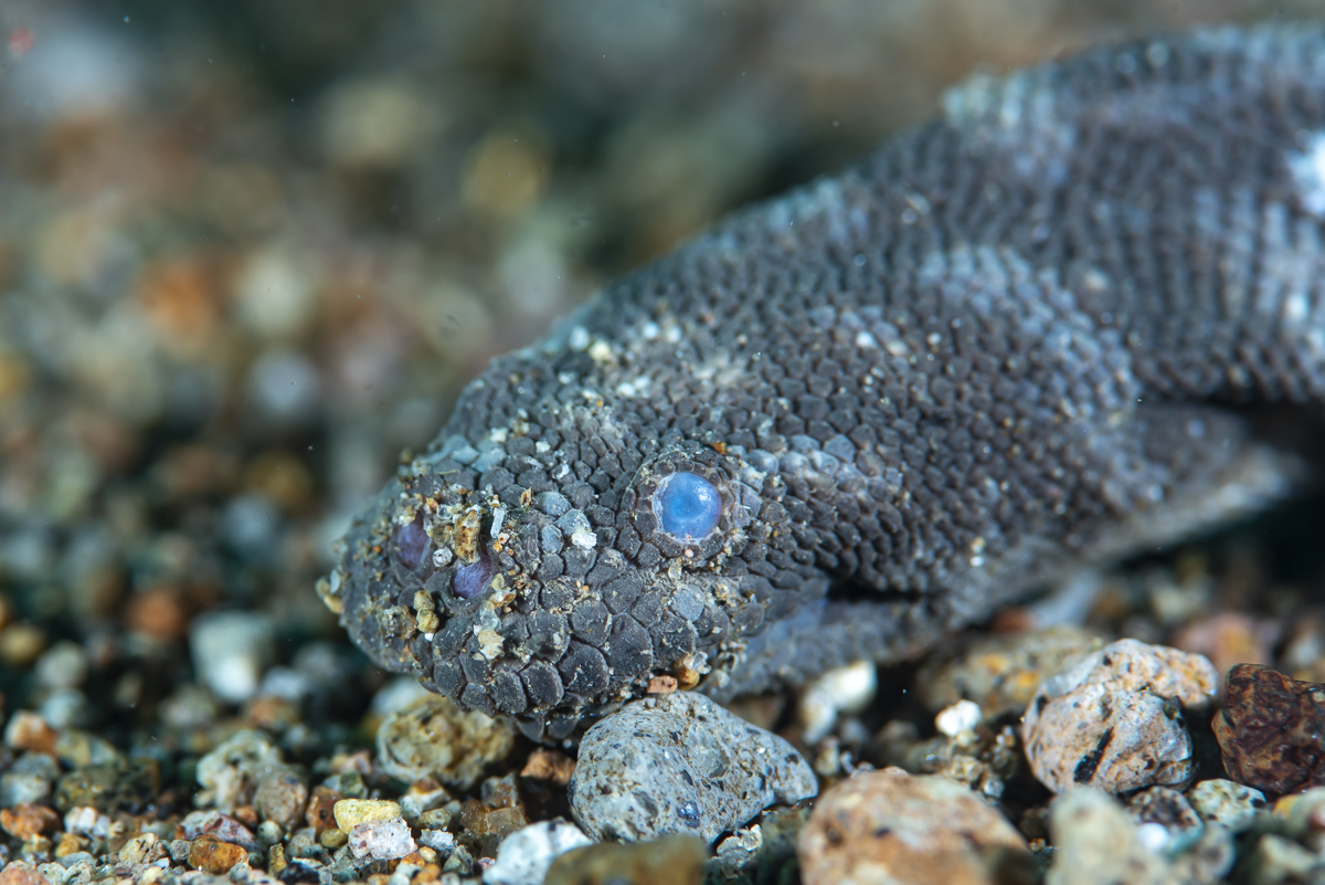 Accropode Fish Acrochordus Hornstedt, 1787