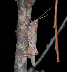Adlappa erythroptera