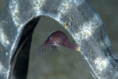 Conchoderma hunteri