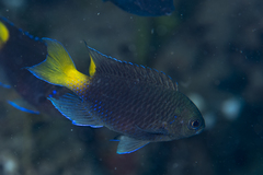 Neopomacentrus violascens