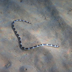 Leiuranus versicolor