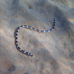 Leiuranus versicolor