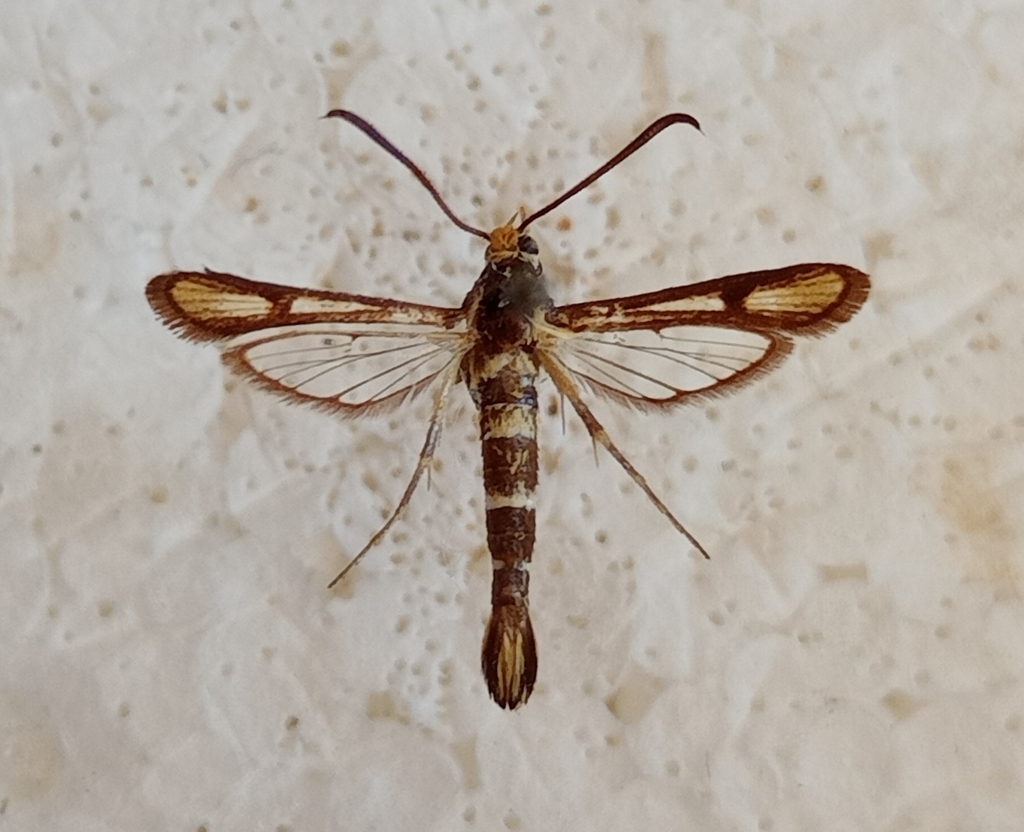 Chamaesphecia schwingenschussi