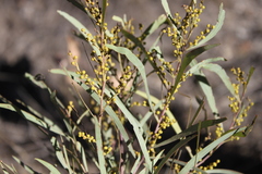 Acacia pustula