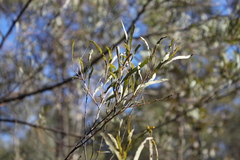 Acacia pustula