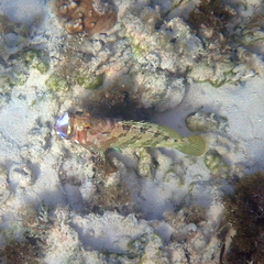 Epinephelus rivulatus