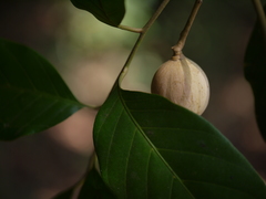 Aglaia lawii