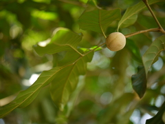 Aglaia lawii