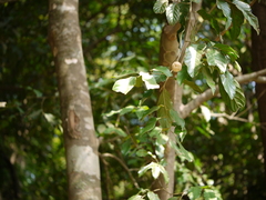Aglaia lawii