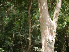 Aglaia lawii