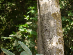 Aglaia lawii