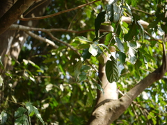 Aglaia lawii