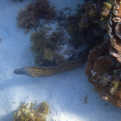 Gymnothorax annasona