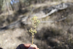 Cyanothamnus occidentalis