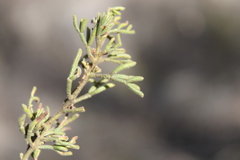 Cyanothamnus occidentalis