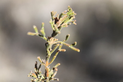 Cyanothamnus occidentalis