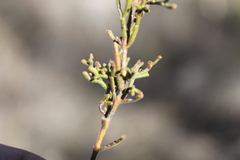 Cyanothamnus occidentalis