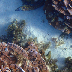 Gymnothorax annasona