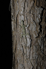 Draco blanfordii