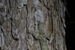 Draco blanfordii