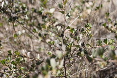 Dodonaea triangularis