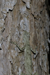 Draco blanfordii