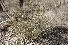 Dodonaea triangularis