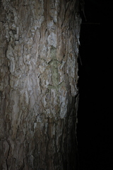 Draco blanfordii