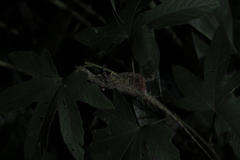Draco blanfordii