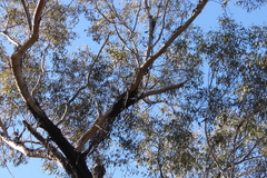 Eucalyptus decorticans