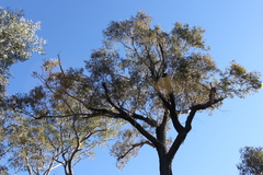 Eucalyptus decorticans
