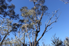 Eucalyptus decorticans