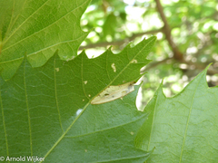 Phyllonorycter messaniella